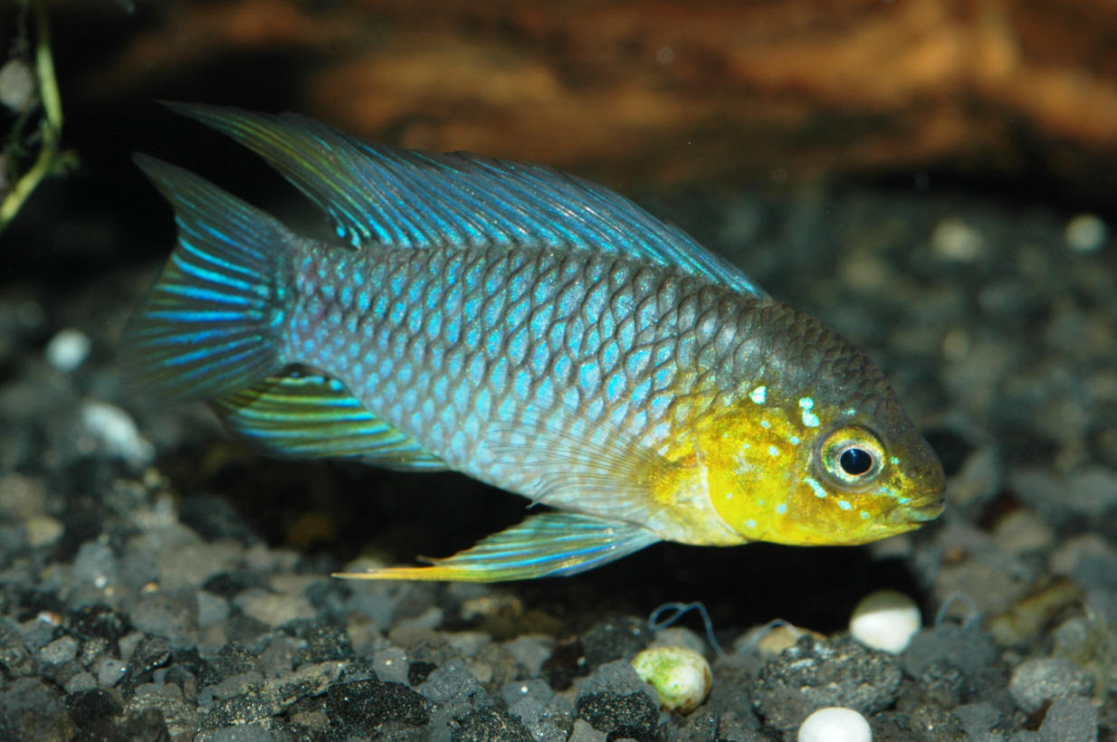 Apistogramma borellii